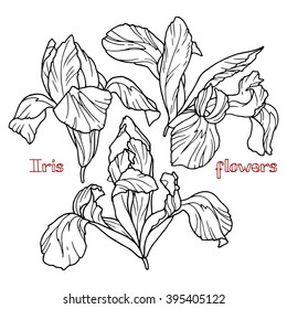 Iris flowers, set of contour drawings, hand-drawn design elements.