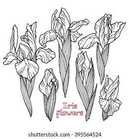 Iris flowers, set of contour drawings, hand-drawn design elements.