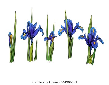 Iris flowers set. Hand drawn vector illustration