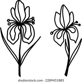 Iris flowers set handmade minimalistic doodle drawing, graceful plants