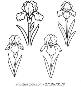 Iris flores conjunto ilustración Vector para colorear