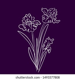 Iris flowers sketch in one line white on a deep blue background. isolated vector illustration