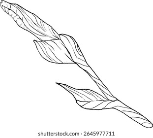 Estilo de esboço das flores da íris. Flor botânica floral preta e branca. Elemento de ilustração isolado. Desenho de mão vetor flores silvestres para fundo, textura, padrão de empacotador, quadro, design ou borda.