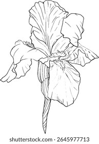Iris flowers sketch style. Black and white floral botanical flower. Isolated illustration element. Vector hand drawing wildflower for background, texture, wrapper pattern, frame, design or border.