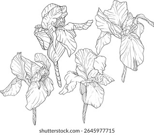 Estilo de esboço das flores da íris. Flor botânica floral preta e branca. Elemento de ilustração isolado. Desenho de mão vetor flores silvestres para fundo, textura, padrão de empacotador, quadro, design ou borda.