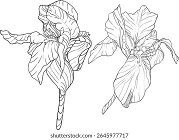 Estilo de esboço das flores da íris. Flor botânica floral preta e branca. Elemento de ilustração isolado. Desenho de mão vetor flores silvestres para fundo, textura, padrão de empacotador, quadro, design ou borda.
