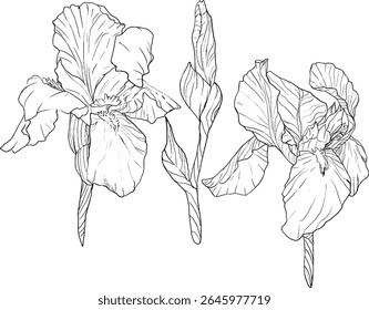 Estilo de esboço das flores da íris. Flor botânica floral preta e branca. Elemento de ilustração isolado. Desenho de mão vetor flores silvestres para fundo, textura, padrão de empacotador, quadro, design ou borda.