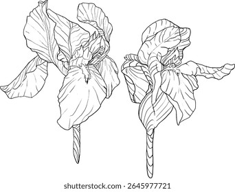 Estilo de esboço das flores da íris. Flor botânica floral preta e branca. Elemento de ilustração isolado. Desenho de mão vetor flores silvestres para fundo, textura, padrão de empacotador, quadro, design ou borda.