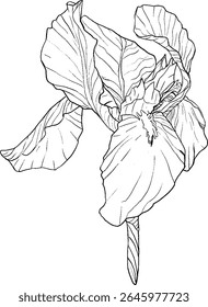 Estilo de esboço das flores da íris. Flor botânica floral preta e branca. Elemento de ilustração isolado. Desenho de mão vetor flores silvestres para fundo, textura, padrão de empacotador, quadro, design ou borda.