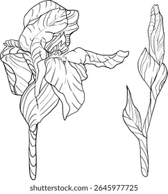 Estilo de esboço das flores da íris. Flor botânica floral preta e branca. Elemento de ilustração isolado. Desenho de mão vetor flores silvestres para fundo, textura, padrão de empacotador, quadro, design ou borda.