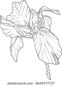 Estilo de esboço das flores da íris. Flor botânica floral preta e branca. Elemento de ilustração isolado. Desenho de mão vetor flores silvestres para fundo, textura, padrão de empacotador, quadro, design ou borda.
