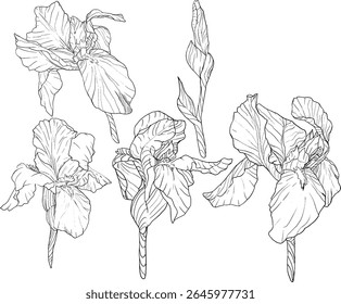 Estilo de esboço das flores da íris. Flor botânica floral preta e branca. Elemento de ilustração isolado. Desenho de mão vetor flores silvestres para fundo, textura, padrão de empacotador, quadro, design ou borda.
