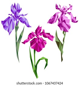 Iris flowers stilyzed as poligonal drawing similar to origami