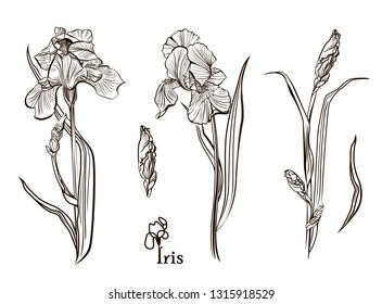 Iris flowers in the style of engraving. Collection of illustrations. Elements for menu, greeting cards, wrapping paper, cosmetics packaging, labels, tags, posters etc. 