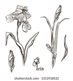 Iris flowers in the style of engraving. Collection of illustrations. Elements for menu, greeting cards, wrapping paper, cosmetics packaging, labels, tags, posters etc. 