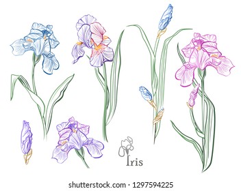 Iris flowers in the style of engraving.  Color pencil iris flowers sketch. Freehand sketching vector illustration. 