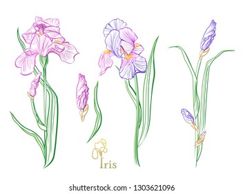 Iris flowers in the style of engraving.  Color pencil iris flowers sketch. 