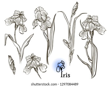 Iris flowers in the style of engraving.  Ink, pencil, black and white iris flowers sketch. Freehand sketching vector illustration. 