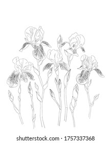Iris flowers vector clip art set of seven isolated botany. Hand drawing line art.