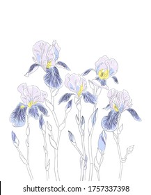 Iris flowers vector clip art set of seven isolated botany. Delicate pastel colors. Hand drawing line art.