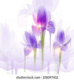 Iris flowers, vector illustration