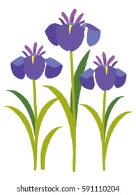 Iris flowers. Vector illustration. Isolated on white background
