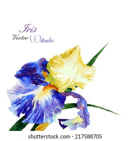Iris flower.Watercolor illustration. Vector illustration