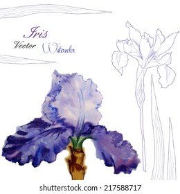 Iris flower.Watercolor illustration. Vector illustration