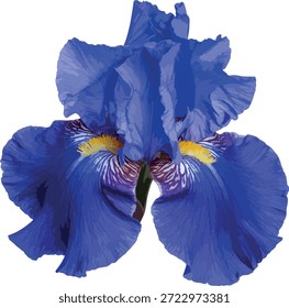 Iris germanica (Iris barbuda) flor isolada sobre fundo branco. Vetor de flor mediterrânea elegante usado em ilustração botânica, educação, estudos de plantas ornamentais.