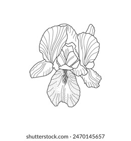 Ilustración vectorial Iris germanica flor de jardín, flor de contorno de flor dibujada a mano, elemento de diseño floral, arte gráfico para invitación, tarjeta, decoración de la boda, flor del mes de nacimiento de febrero, arte de la línea botánica