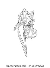 Iris germanica flor del jardín, hojas contornean la Ilustración vectorial dibujada a mano, elemento de diseño floral, Clipart gráfico para la invitación, tarjeta, decoración de la boda, flor del mes de nacimiento de febrero, arte de la línea botánica