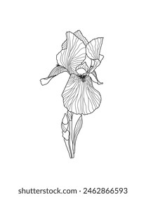 Iris germanica flor de jardín, Ilustración vectorial dibujada a mano del contorno del tallo, elemento de diseño floral, Clipart gráfico para la invitación, tarjeta, decoración de la boda, flor del mes de nacimiento de febrero, arte de la línea botánica