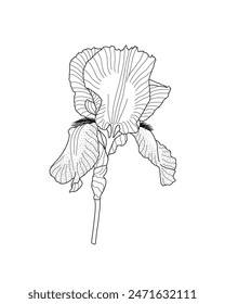 Iris germanica flor de jardín con contorno de tallo dibujado a mano Ilustración vectorial, elemento de diseño floral, Clipart gráfico para invitación, decoración de boda, flor del mes de nacimiento de febrero, arte de línea botánica