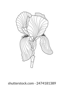 Iris germanica flor de jardín, Ilustración vectorial dibujada a mano del contorno del tallo, elemento de diseño floral, Clipart gráfico para la invitación, tarjeta, decoración de la boda, flor del mes de nacimiento de febrero, arte de la línea botánica