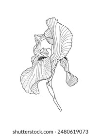 Iris germanica flor de jardín, Ilustración vectorial dibujada a mano del contorno del tallo, elemento de diseño floral, Clipart gráfico para la invitación, tarjeta, decoración de la boda, flor del mes de nacimiento de febrero, arte de la línea botánica