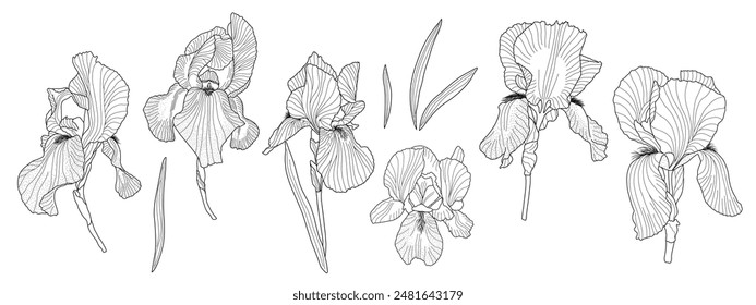 Conjunto de flores de jardín de Iris germanica, contorno dibujado a mano Ilustración vectorial, elemento de diseño floral, Clipart gráfico para invitación, tarjeta, decoración de la boda, flor del mes de nacimiento de febrero, arte de la línea botánica