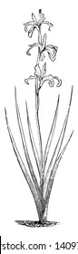 Iris Guldenstadtiana plant grows nearly two feet tall. Its flower blooms in June, vintage line drawing or engraving illustration.