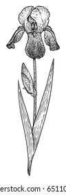 Iris illustration, drawing, engraving, ink, line art, vector
