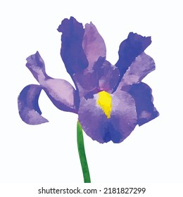 Iris isolated on white background Violet flower watercolor painting Bloom vector art Hand drawn picture for greeting card logo or design