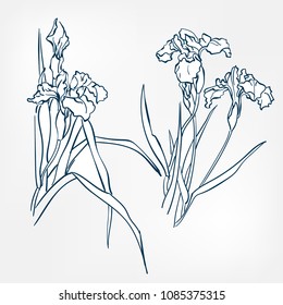 iris japanese paint style design sketch design element vector