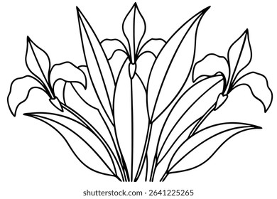 Iris Leaf Line Art Detailed Design for Botanical Illustration (1)