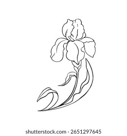 Iris line outline flowers vector for decor