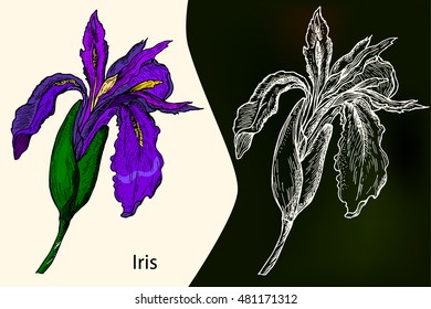 Iris. Medicinal plant. Hand drawn botanical vector illustration