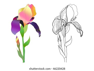 iris monochrome and colorful