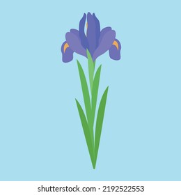 iris on a blue background