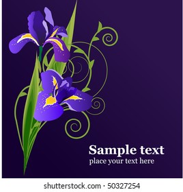 Iris on blue background