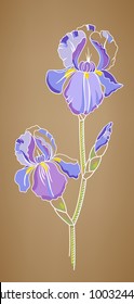 Iris on old paper background