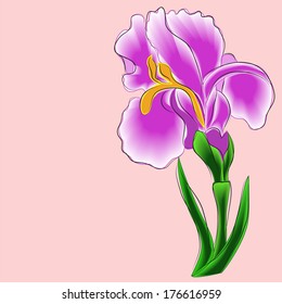 Iris on a pink background