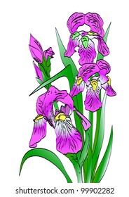 Iris on white background. Illustration by hand