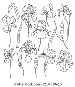 Iris outline vector set with flowers, buds and leaves. Vector black line art summer illustration isolated on white background